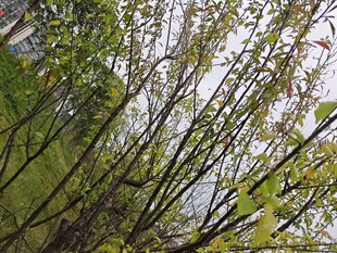 竹林绿意盎然的繁茂景象