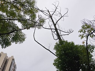 枯树与绿树相映的景象