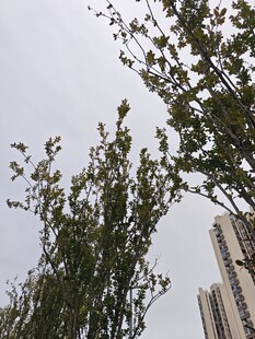 城市中繁茂的绿树景观