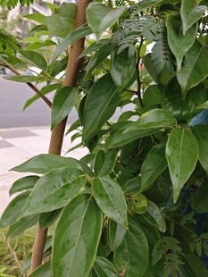 绿叶繁茂的植物特写