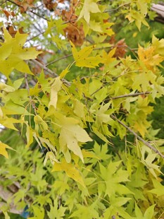 秋日斑斓树叶特写