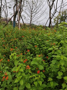 林间繁茂绿植与红色小花