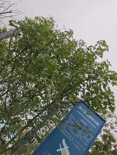 绿树旁的蓝色指示牌