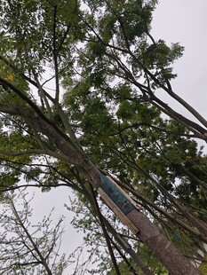 仰视茂密树冠与高耸树干