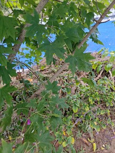 绿叶繁茂的自然景象