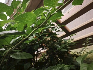 绿叶繁茂的植物角落