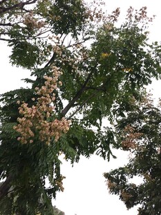 枝叶繁茂的树木