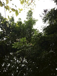 仰视茂密树林绿意盎然