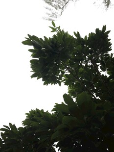 仰视茂密树冠