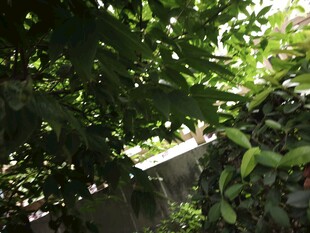 绿叶繁茂的庭院一角