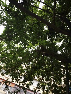 仰视繁茂绿树树冠