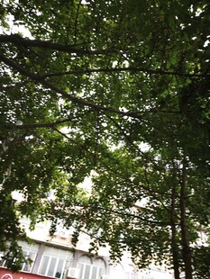 仰视繁茂绿树景观