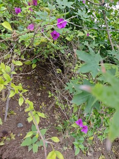 绿叶丛中绽放的紫色小花