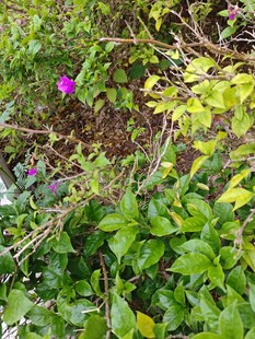 花园中的紫色花卉与绿植