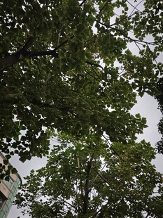 仰视繁茂绿树树冠