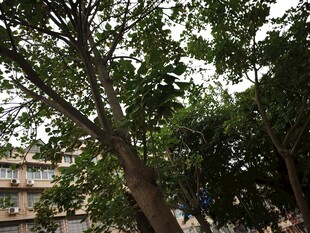 城市中繁茂的绿树景观