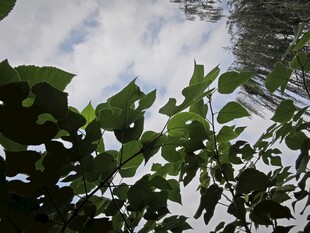 绿叶映衬下的天空一角