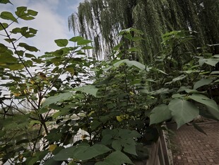 繁茂绿植间的自然景致