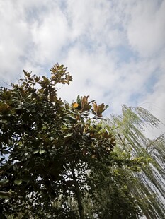 蓝天白云下的繁茂绿树