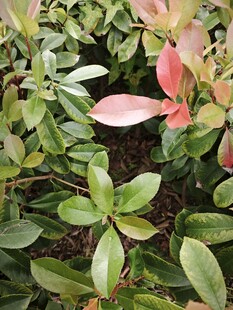 多彩叶片的绿植景观