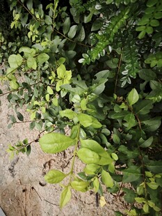 绿叶繁茂的地面植物景观