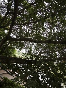 仰视繁茂树冠绿意盎然