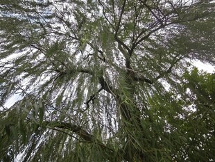 仰视垂柳茂密枝丫