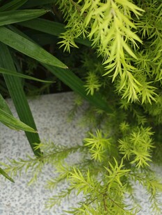 翠绿垂藤植物生机盎然