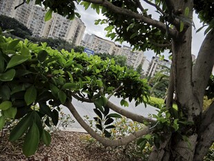 城市中繁茂的绿树景观