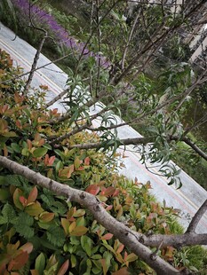 溪边多彩植物景观