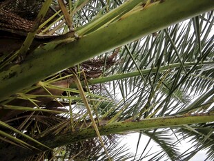 仰视视角下的棕榈树叶