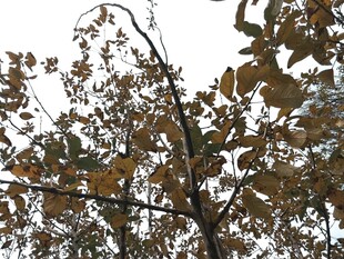 秋日树枝上的斑驳树叶