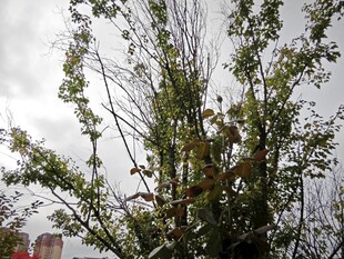 枝叶繁茂的绿植景观