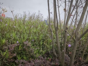野外繁茂植物景观