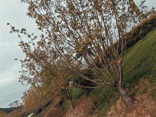 秋日山坡上倾斜的树木