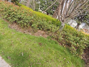 绿意盎然的户外植物景观