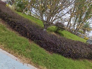 路边绿意盎然的景观植物