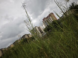 草地之上的阴沉城市景观