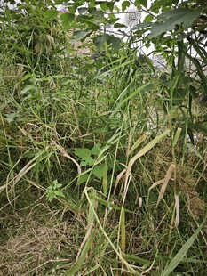 野外繁茂的绿色植物景观