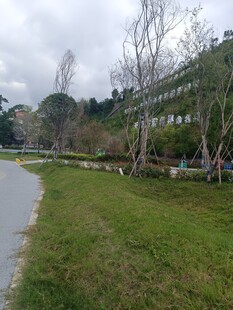 雨后河畔草地与树木景观