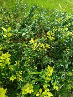 黄绿相间的蓬勃绿植