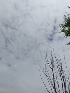 天空下的枯树枝与云朵