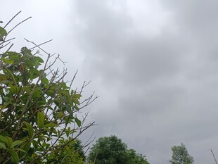 阴天中的繁茂绿植