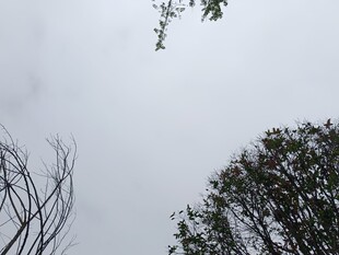 天空下的树木与光秃枝干