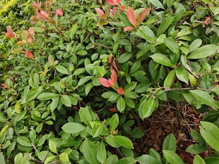 绿叶间绽放的红色小花