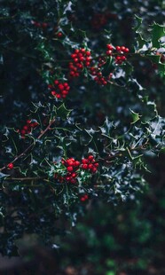 绿叶间的红果景致