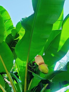 绿叶间的香蕉果实