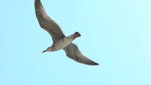 蓝天中翱翔的海鸥