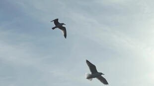 天空中飞翔的两只鸟儿