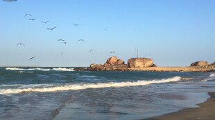 海边美景飞鸟与海浪相伴